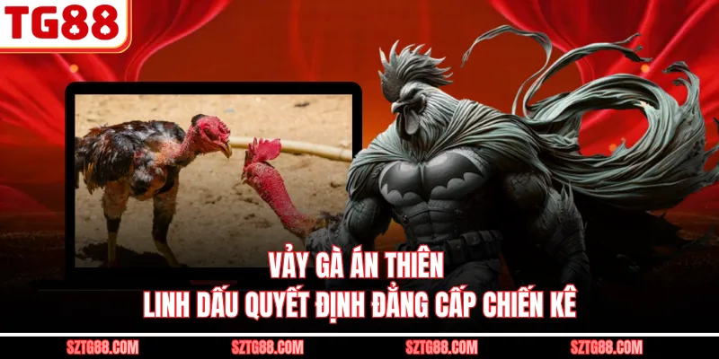 Vảy Gà Án Thiên – Linh Dấu Quyết Định Đẳng Cấp Chiến Kê